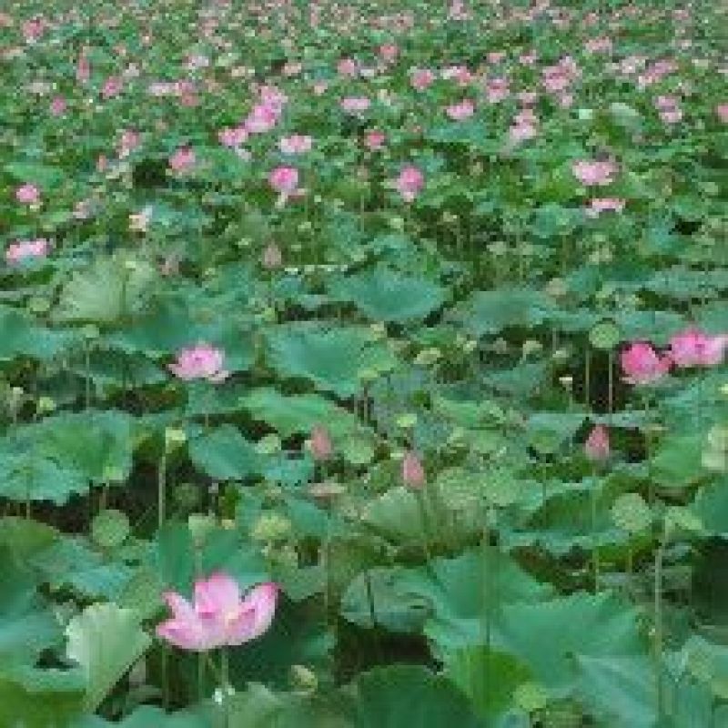 莲藕种苗