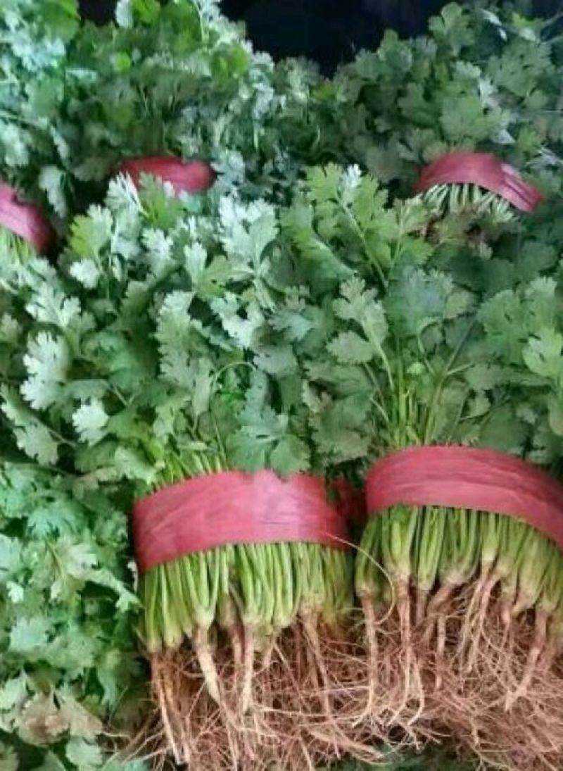 大叶香菜15~20厘米以上精品货源代收代发代存市场热销