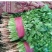 大叶香菜15~20厘米以上精品货源代收代发代存市场热销