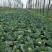 甘蓝扁包菜湖北嘉鱼县扁包菜量大从优基地供应