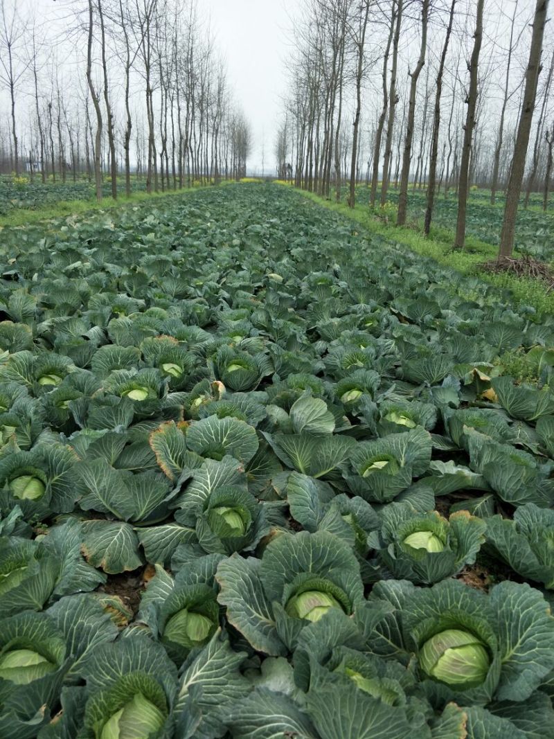 甘蓝扁包菜湖北嘉鱼县扁包菜量大从优基地供应