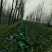 甘蓝扁包菜湖北嘉鱼县扁包菜量大从优基地供应