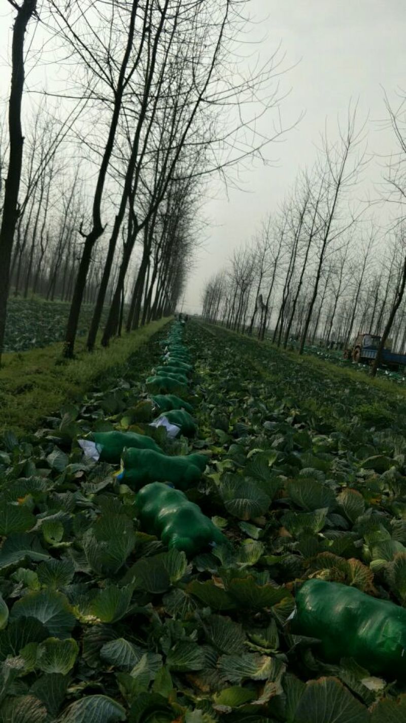 甘蓝扁包菜湖北嘉鱼县扁包菜量大从优基地供应