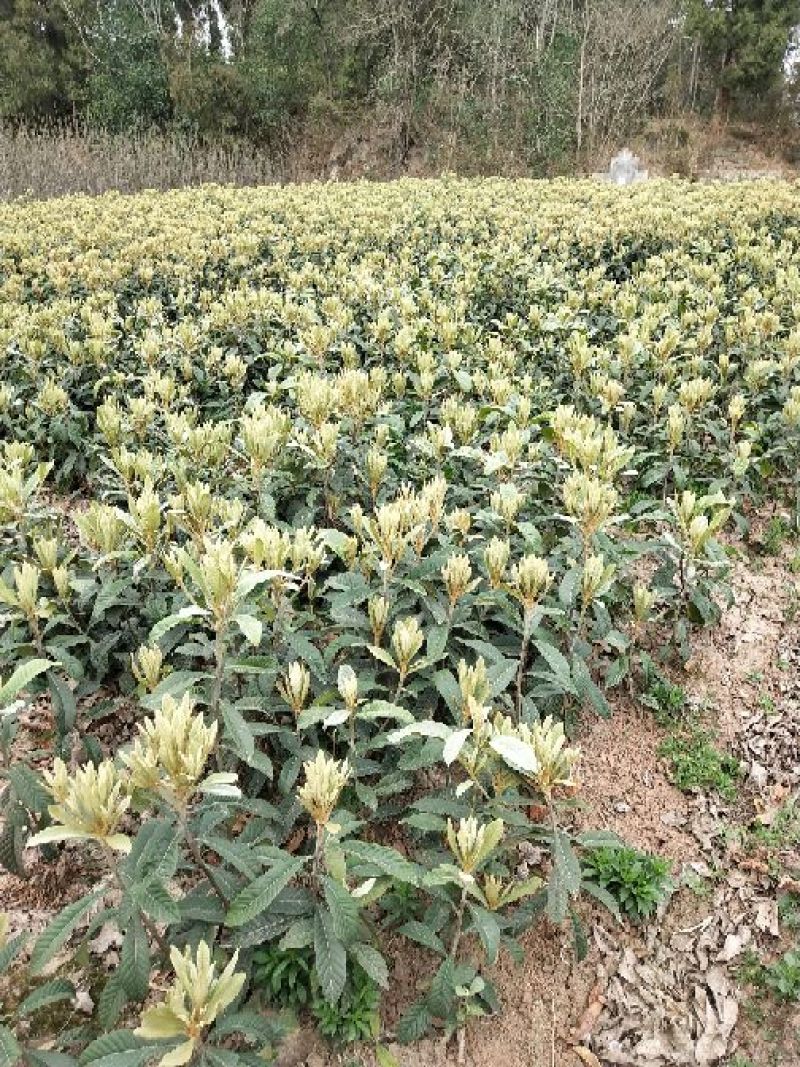 枇杷树苗30~50cm