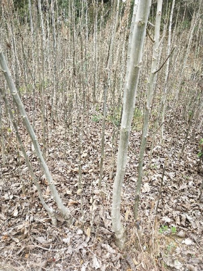 香玲核桃苗二年苗50~100cm