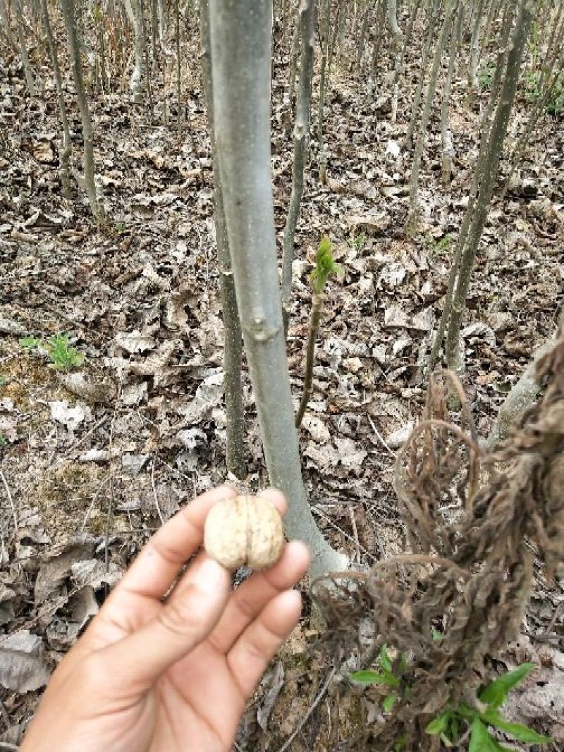 香玲核桃苗二年苗50~100cm