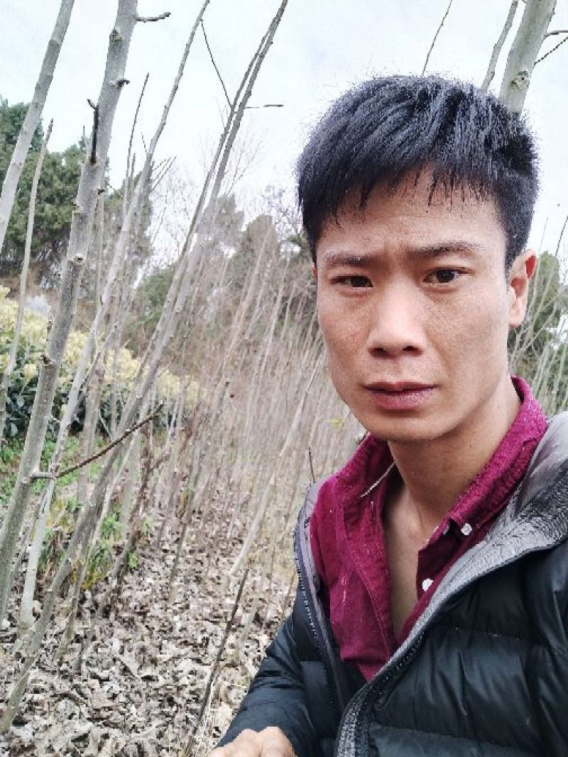 香玲核桃苗二年苗50~100cm