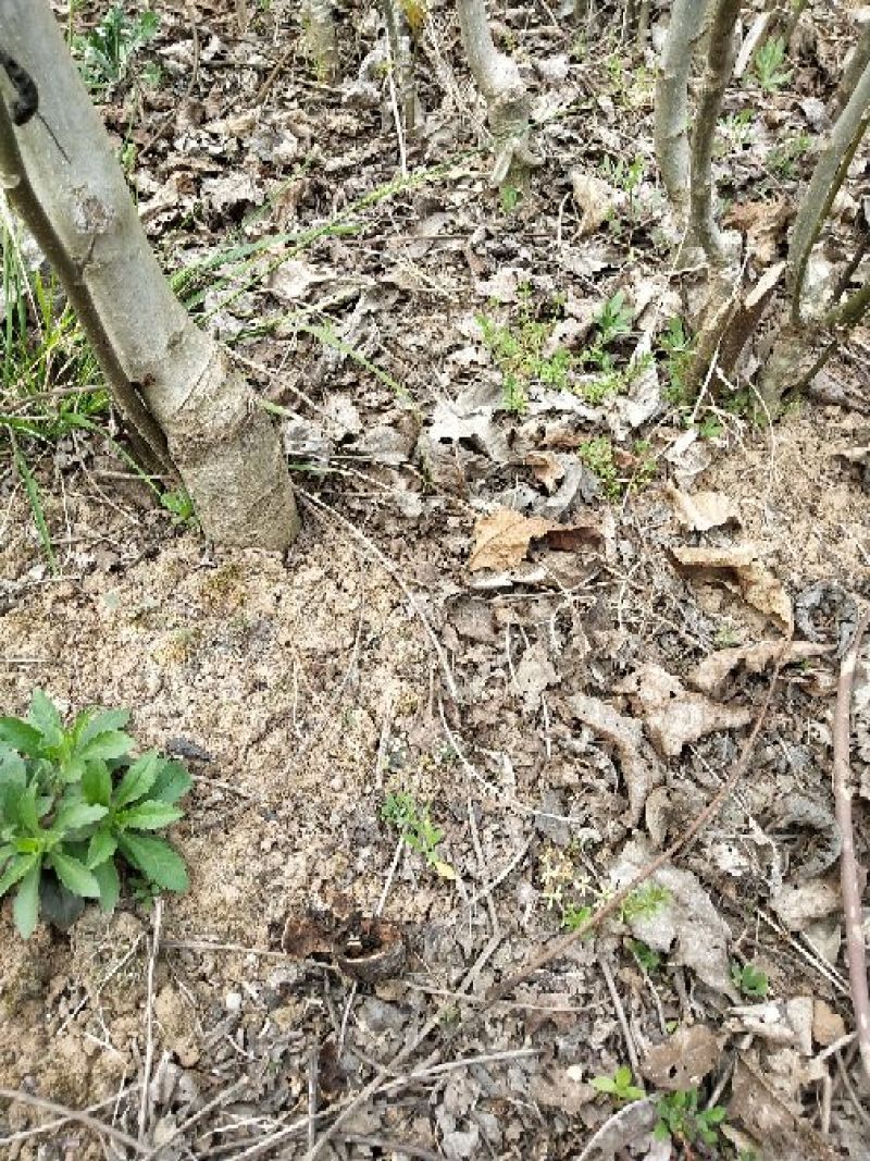 香玲核桃苗二年苗50~100cm
