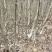 香玲核桃苗二年苗50~100cm