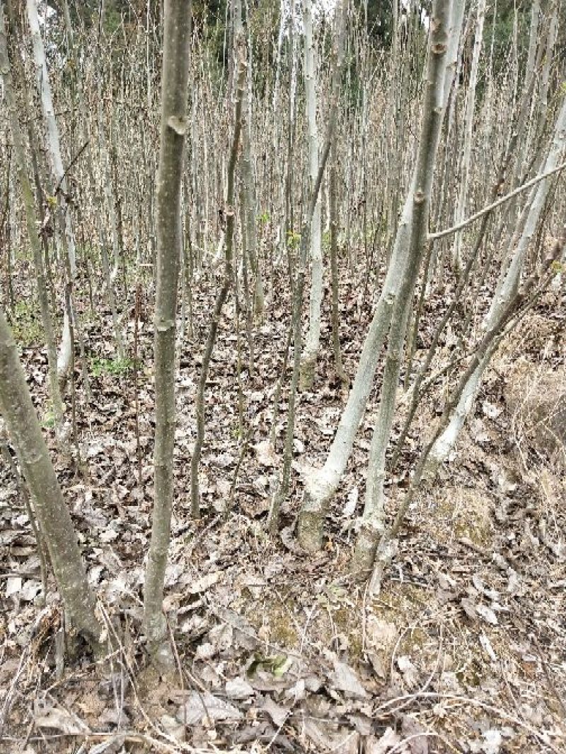 香玲核桃苗二年苗50~100cm