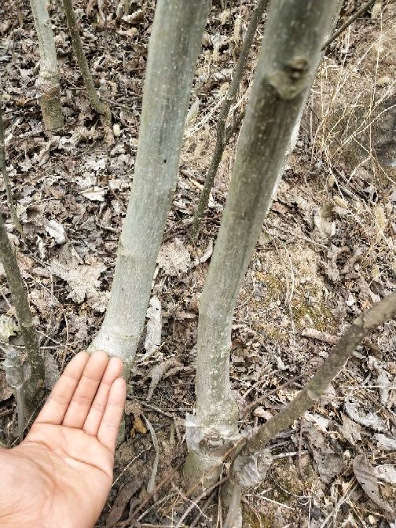 香玲核桃苗二年苗50~100cm
