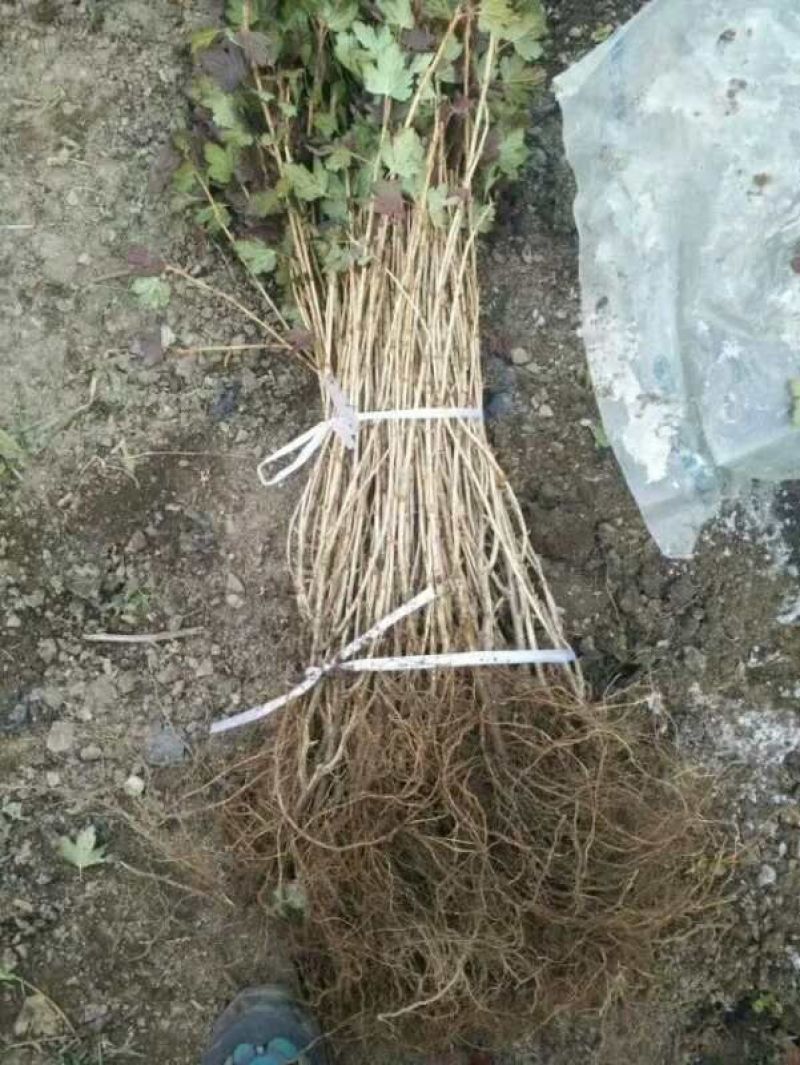 灯笼果苗基地直发。价格低。成活率高。服务好量大优惠。。。