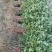 大红袍花椒苗1~2年