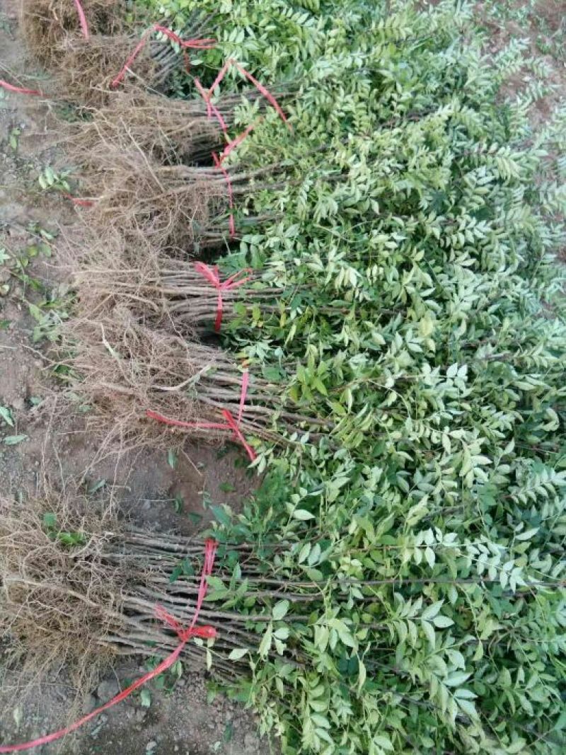 大红袍花椒苗1~2年