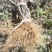 猕猴桃苗实生苗0.6~0.8cm基地30~35cm