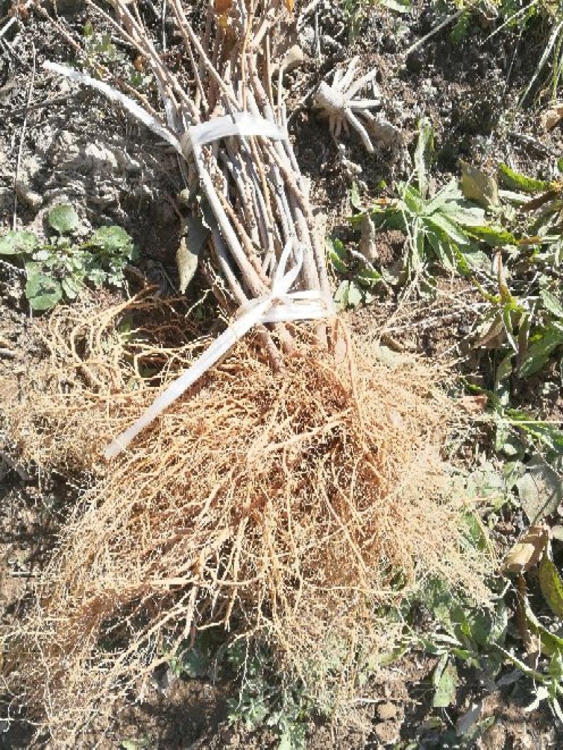 猕猴桃苗实生苗0.6~0.8cm基地30~35cm