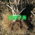 猕猴桃苗实生苗0.6~0.8cm基地30~35cm