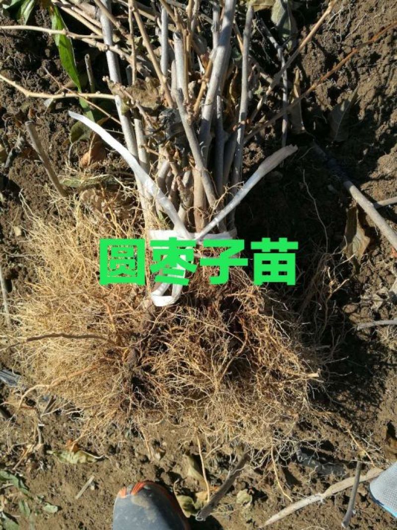 猕猴桃苗实生苗0.6~0.8cm基地30~35cm