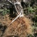 猕猴桃苗实生苗0.6~0.8cm基地30~35cm