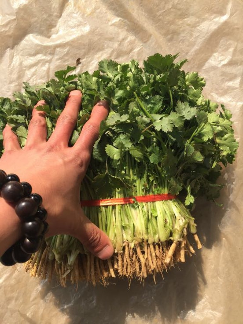 香菜20~30厘米