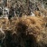 猕猴桃苗实生苗0.6~0.8cm基地30~35cm