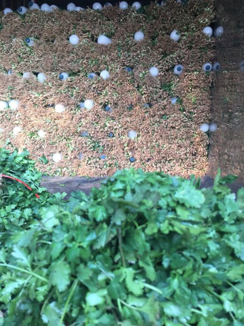香菜20~30厘米