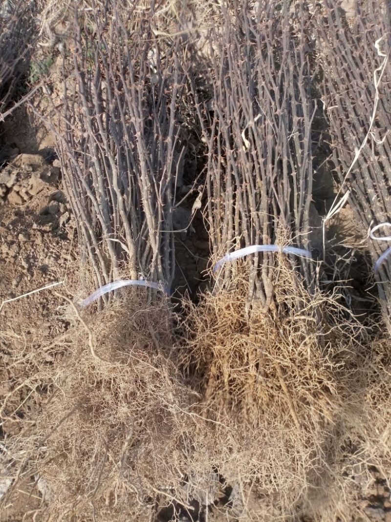 南强2号花椒苗1~2年