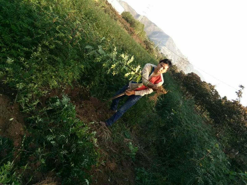 南强2号花椒苗1~2年
