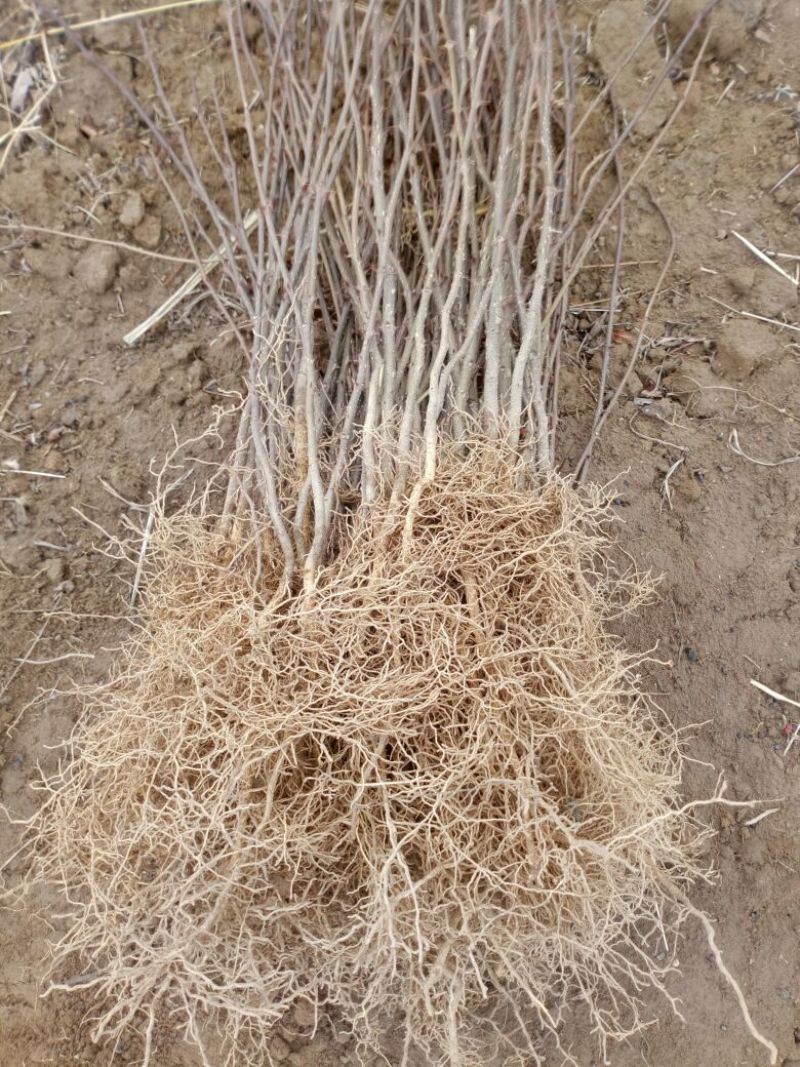 南强2号花椒苗1~2年