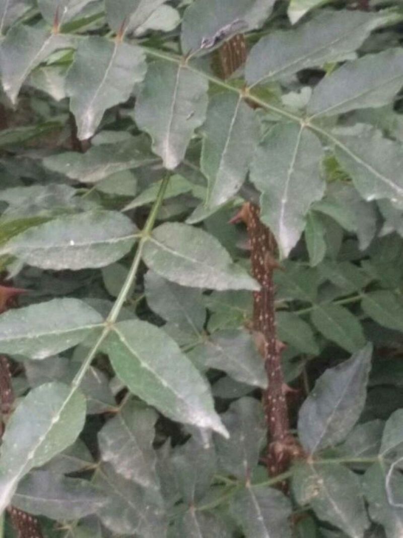 南强2号花椒苗1~2年