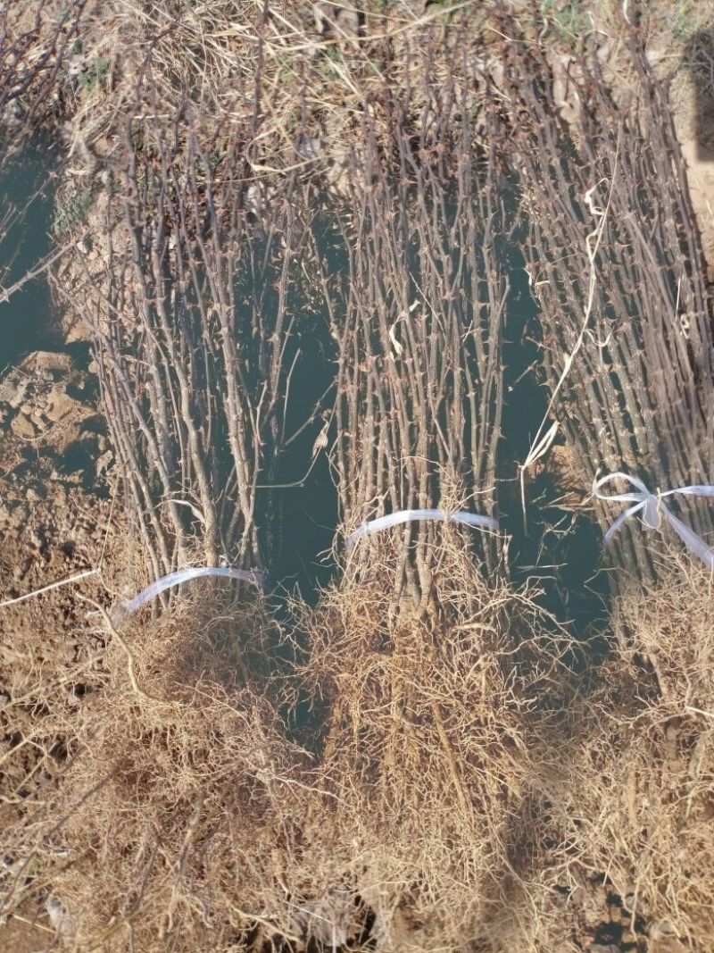 南强2号花椒苗1~2年