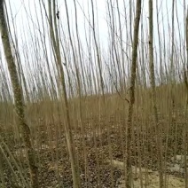 107杨树苗2公分