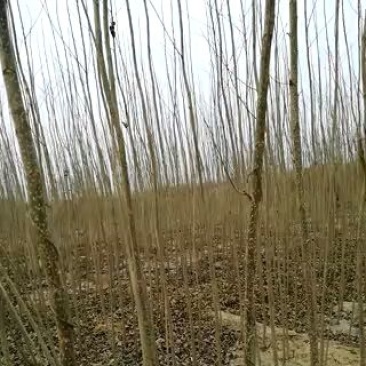 107杨树苗2公分