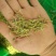 金银花青花青双花青二花品质保证产地货源