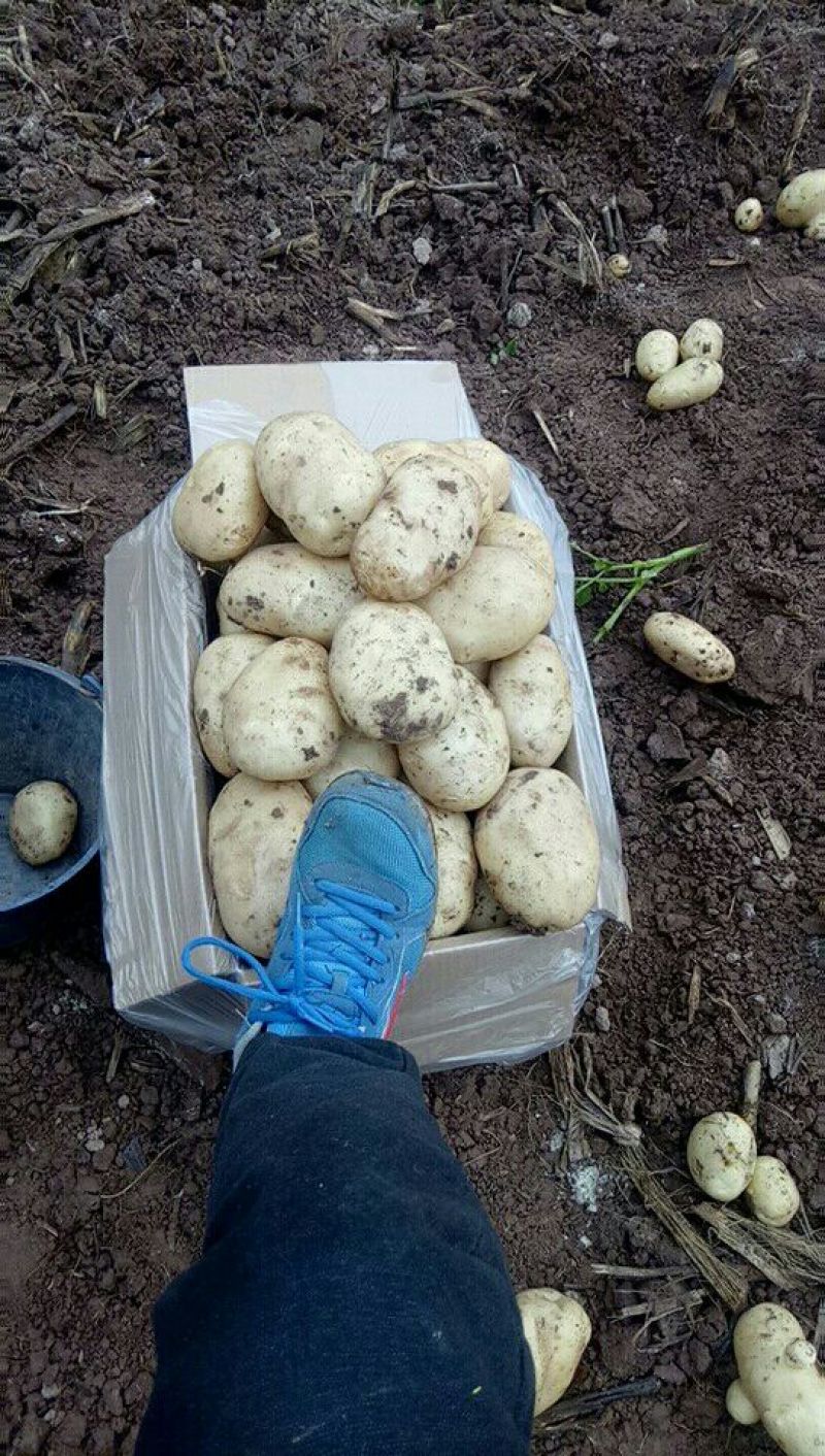 丽薯六号土豆景东鲜土豆