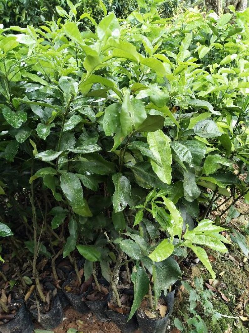 红心蜜柚苗1cm以上0.5~0.8m
