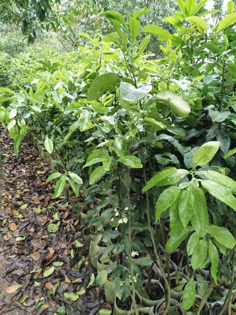 红心蜜柚苗1cm以上0.5~0.8m