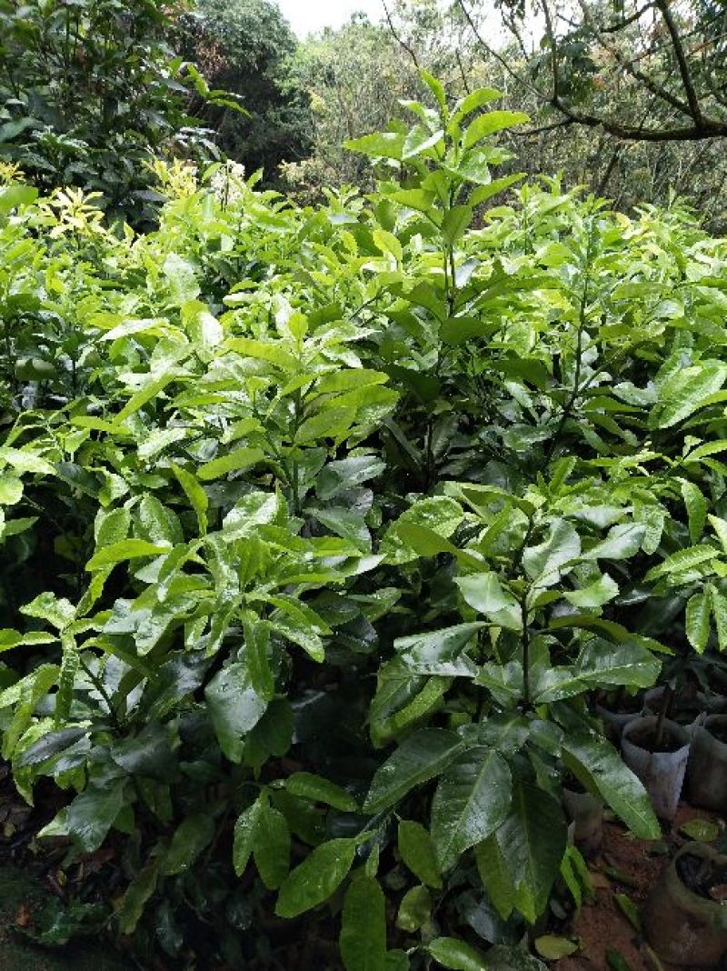 红心蜜柚苗1cm以上0.5~0.8m