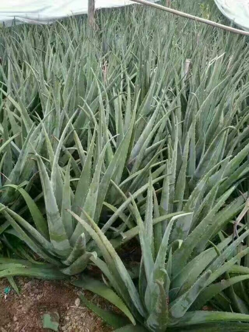 芦荟柱形20cm以上