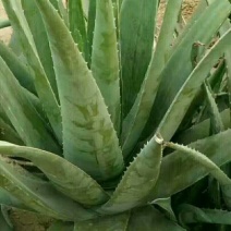 芦荟柱形20cm以上