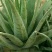 芦荟柱形20cm以上
