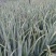 芦荟柱形20cm以上