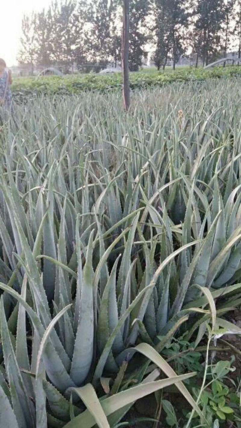 芦荟柱形20cm以上