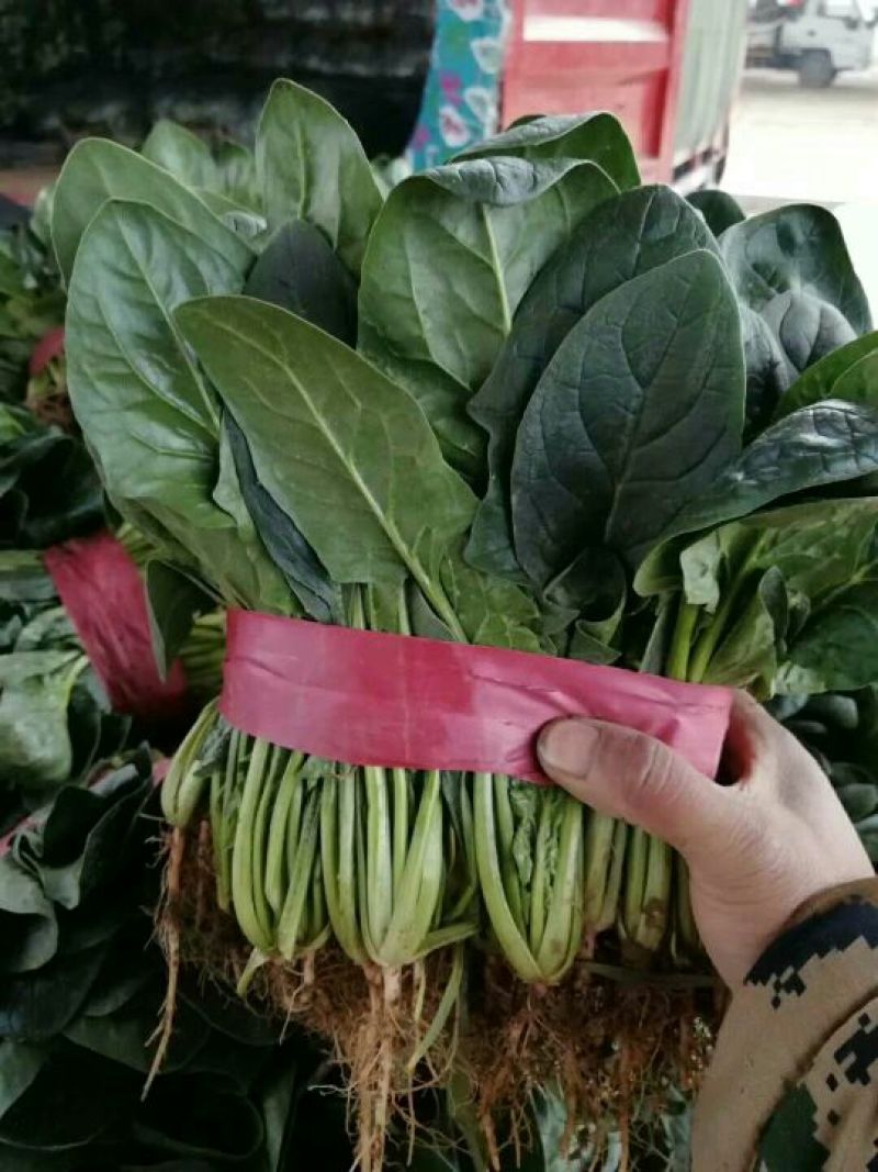 菠菜种子