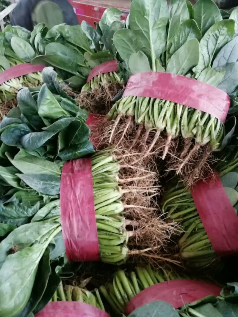 菠菜种子