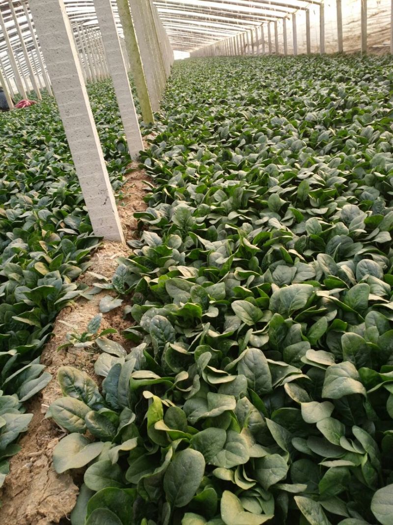 菠菜种子