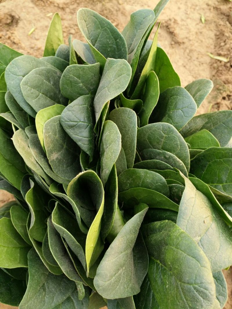 菠菜种子