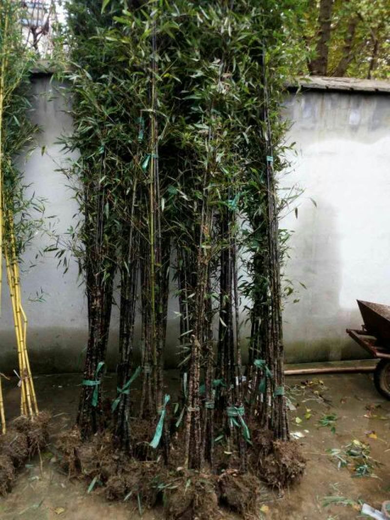紫竹2~3m