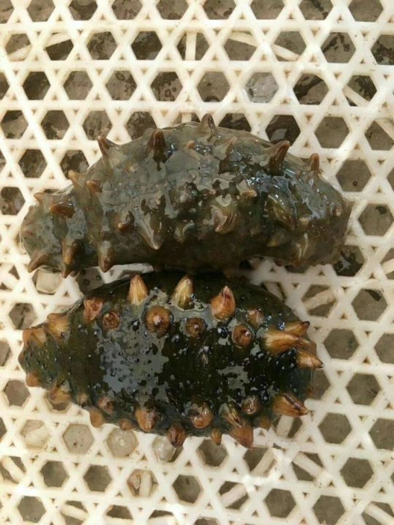海参食用鲜活
