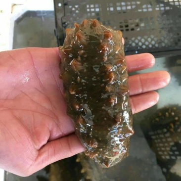 海参食用鲜活